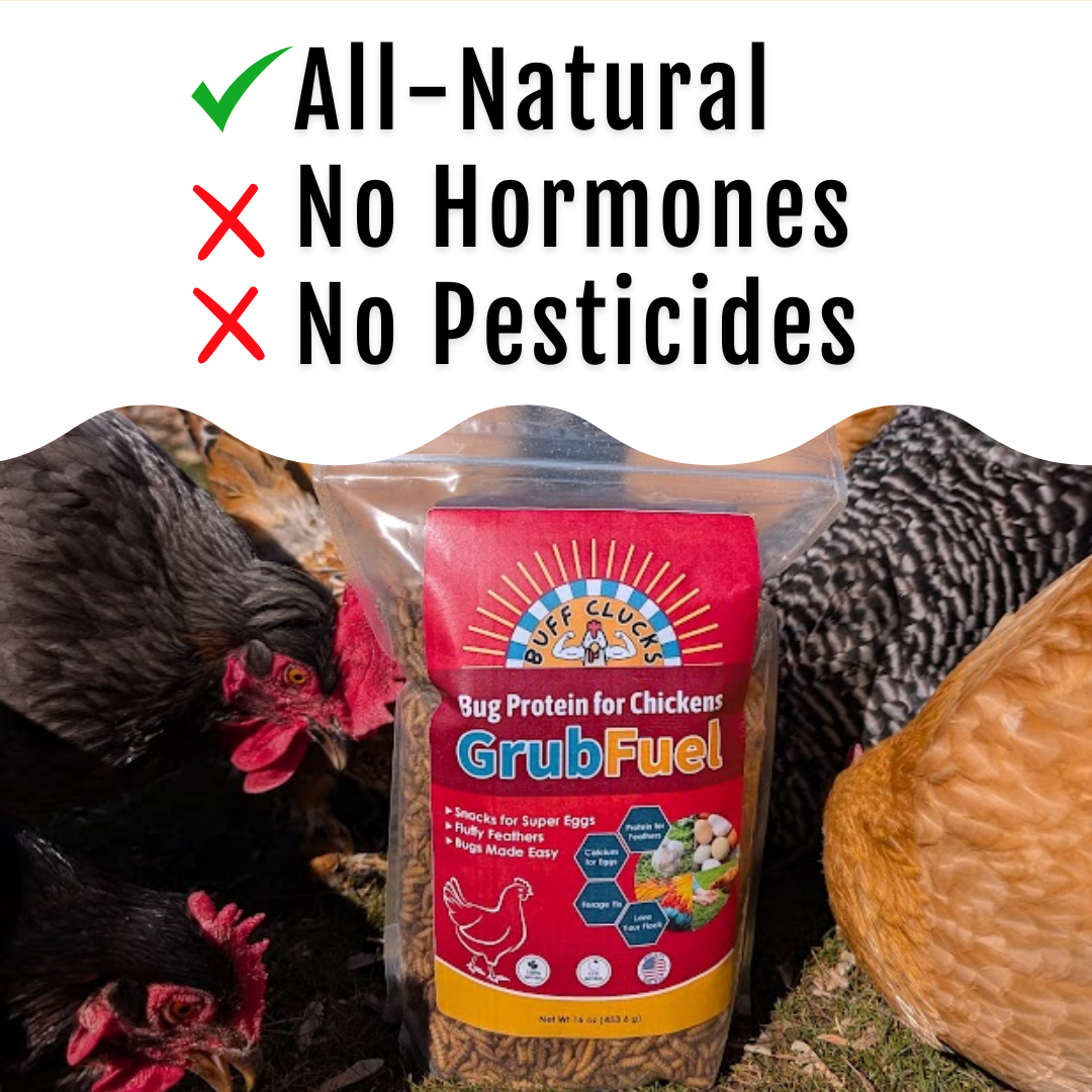 GrubFuel bug protein pouch with hens around it, outdoors.