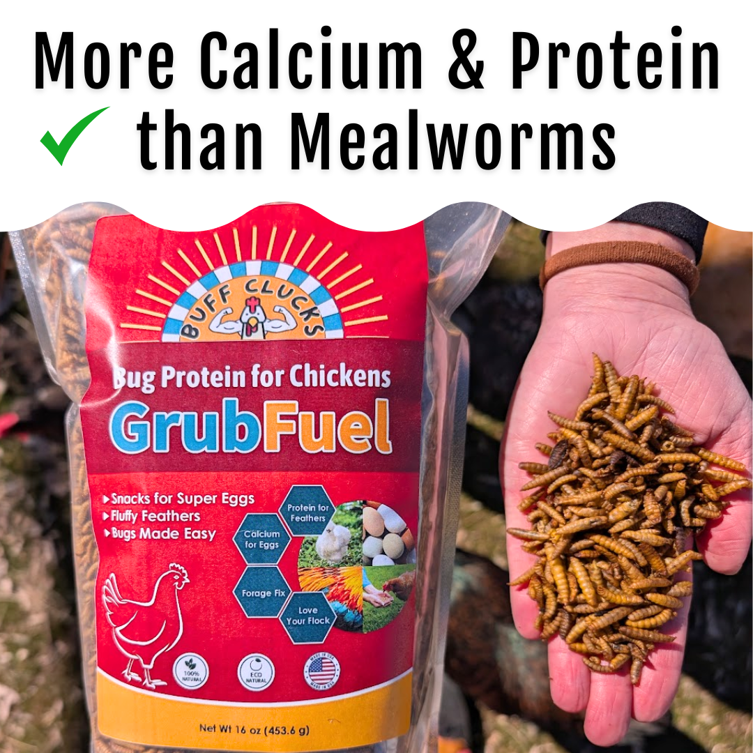GrubFuel pouch with hand holding dry black soldier fly larvae for chickens.