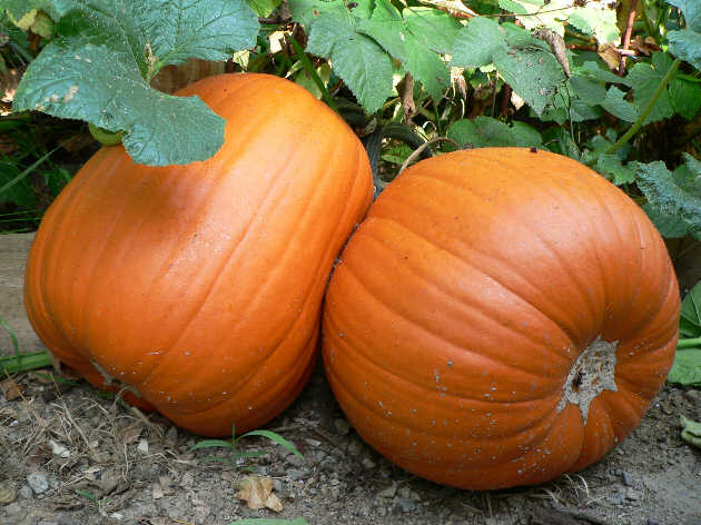 Two orange pumpkins for carving lying on soil with green leaves