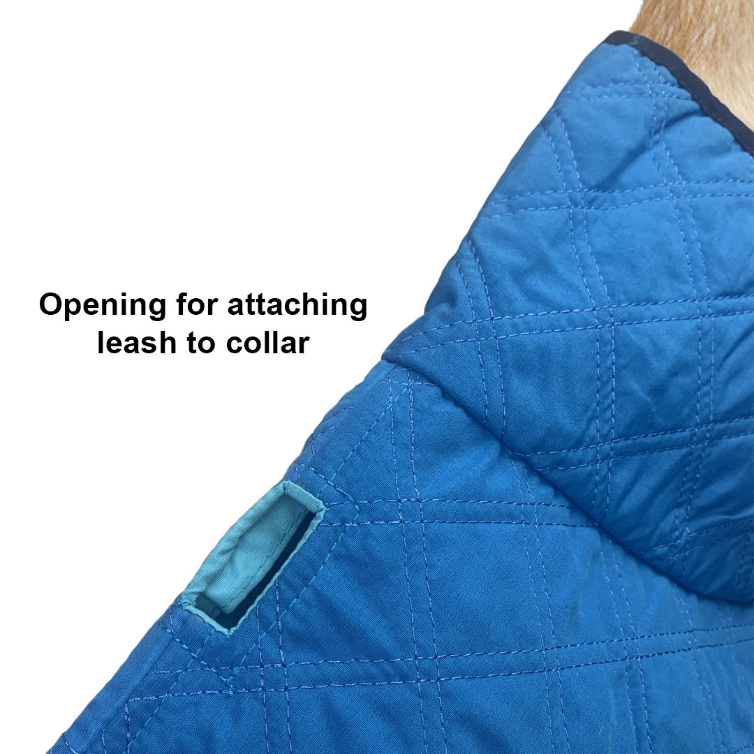 Blue dog cooling jacket with opening for attaching leash to collar at the front