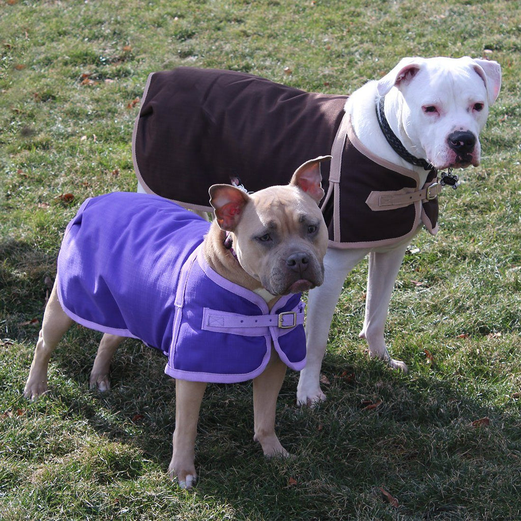 Purple insulated dog winter coat with front zipper flap and adjustable strap
