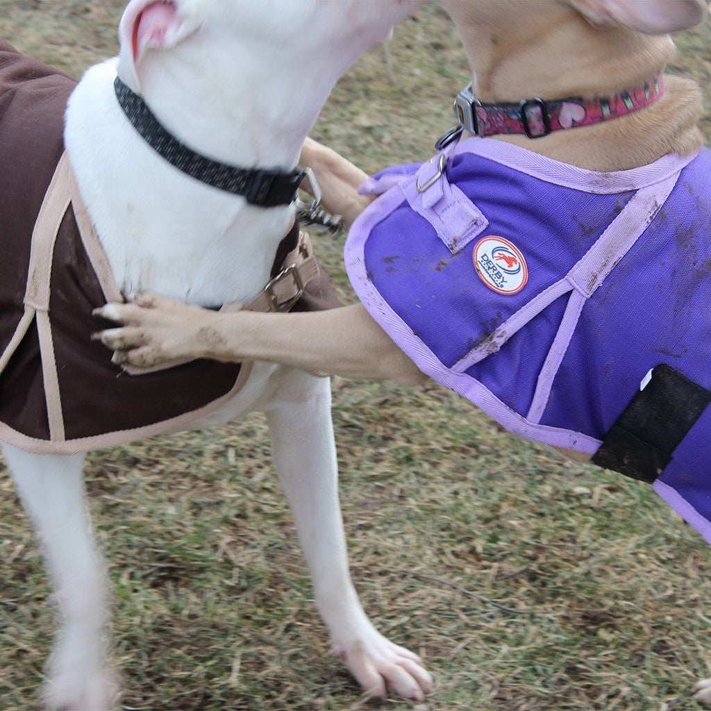 Purple dog winter coat on dog with logo patch and front adjustable strap