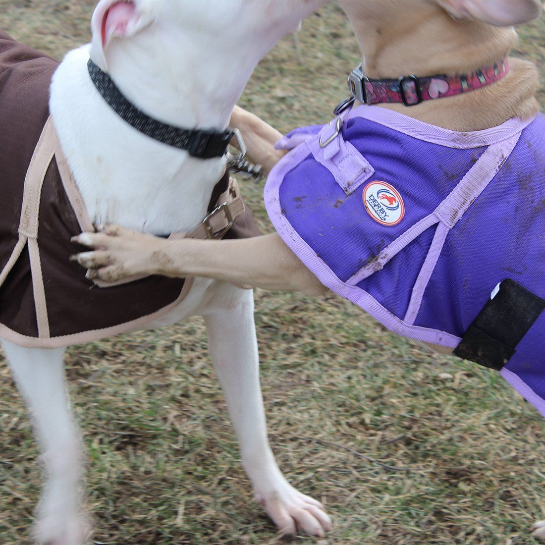 Purple dog winter coat on dog with logo patch and front adjustable strap
