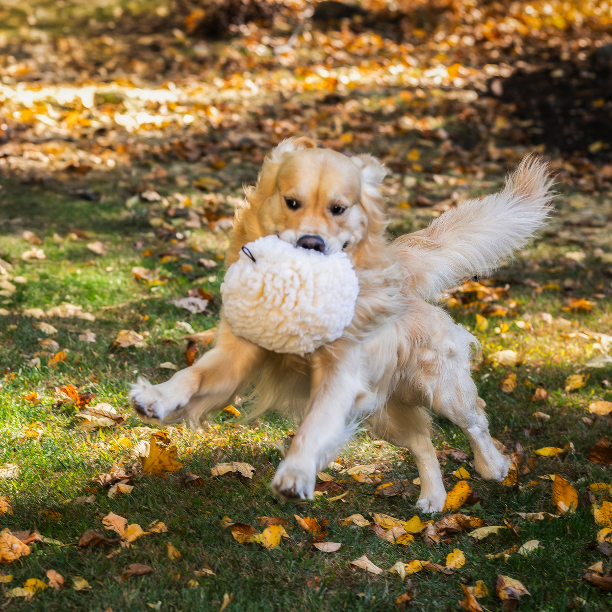 Small cream plush ball dog toy held in a dog’s mouth outdoors