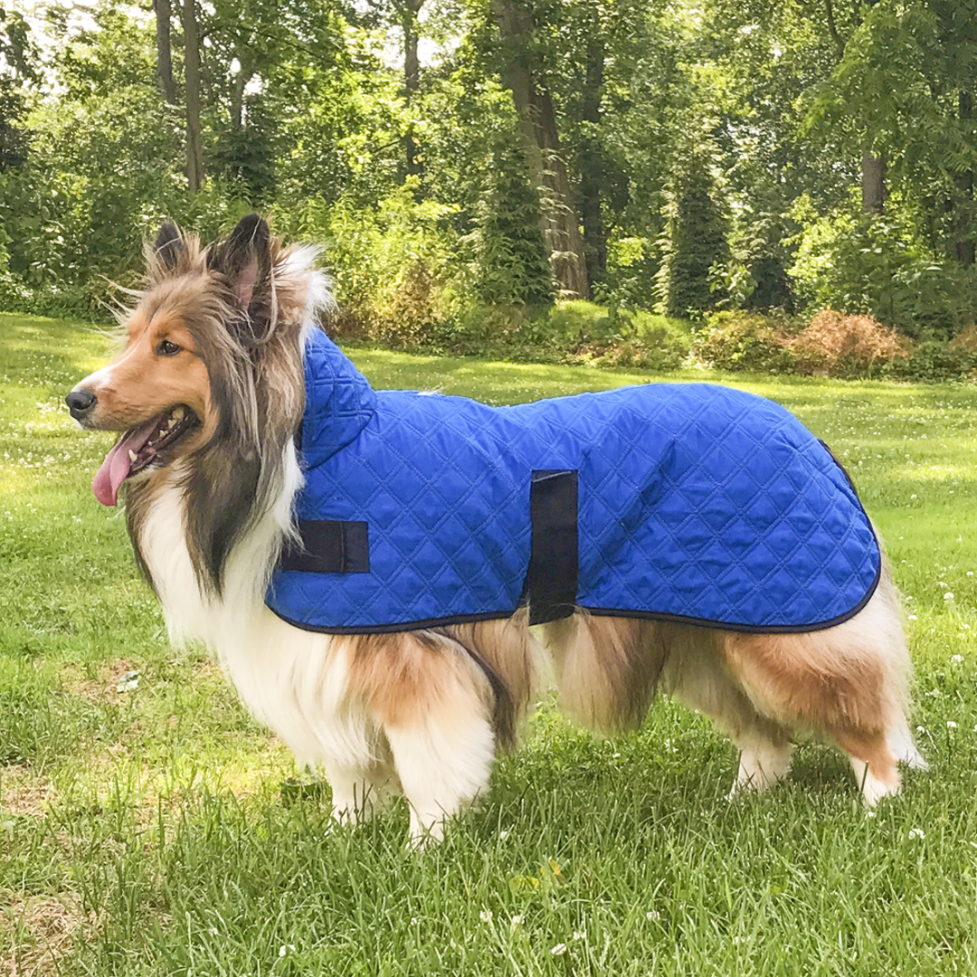 Blue quilted dog cooling jacket with black harness straps, full-body coverage on dog