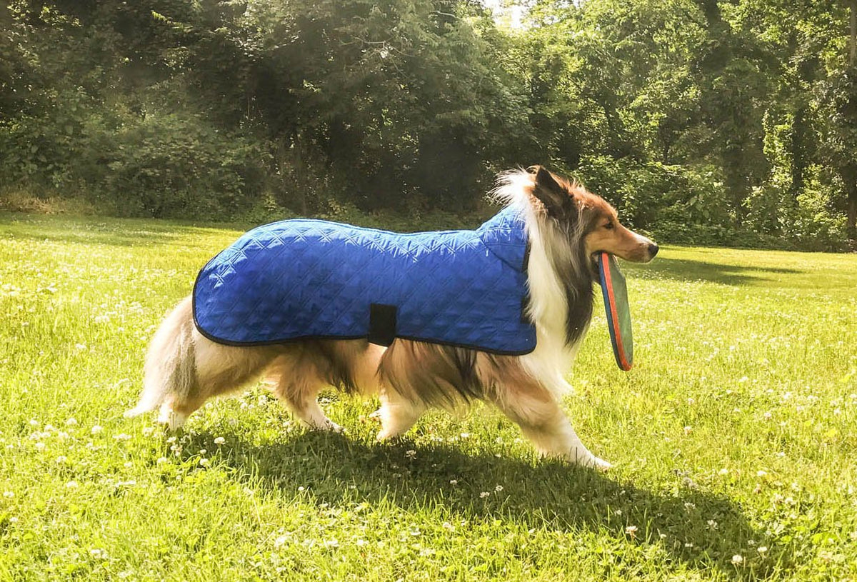 Blue quilted dog cooling jacket worn on dog, black strap tabs on sides