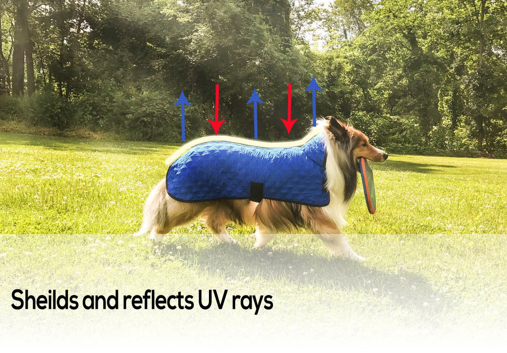 Blue dog cooling jacket with reflective UV shielding shown on a dog in grass