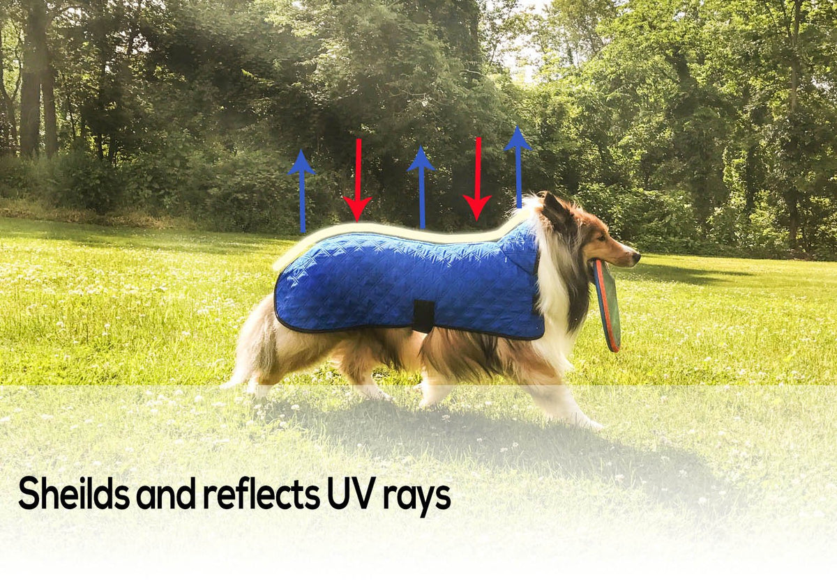 Blue dog cooling jacket with reflective UV shielding shown on a dog in grass