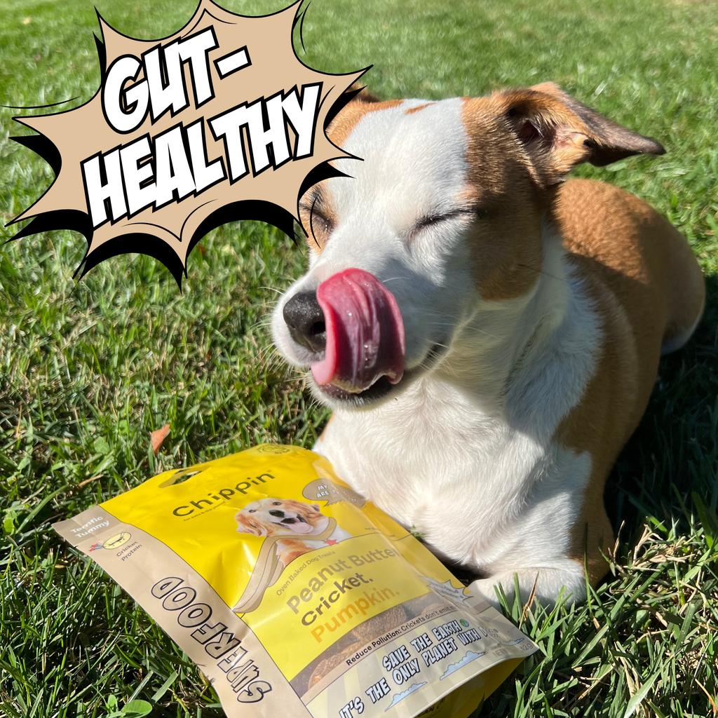 Crunchy dog biscuit pack, peanut butter cricket & pumpkin flavor, for dogs