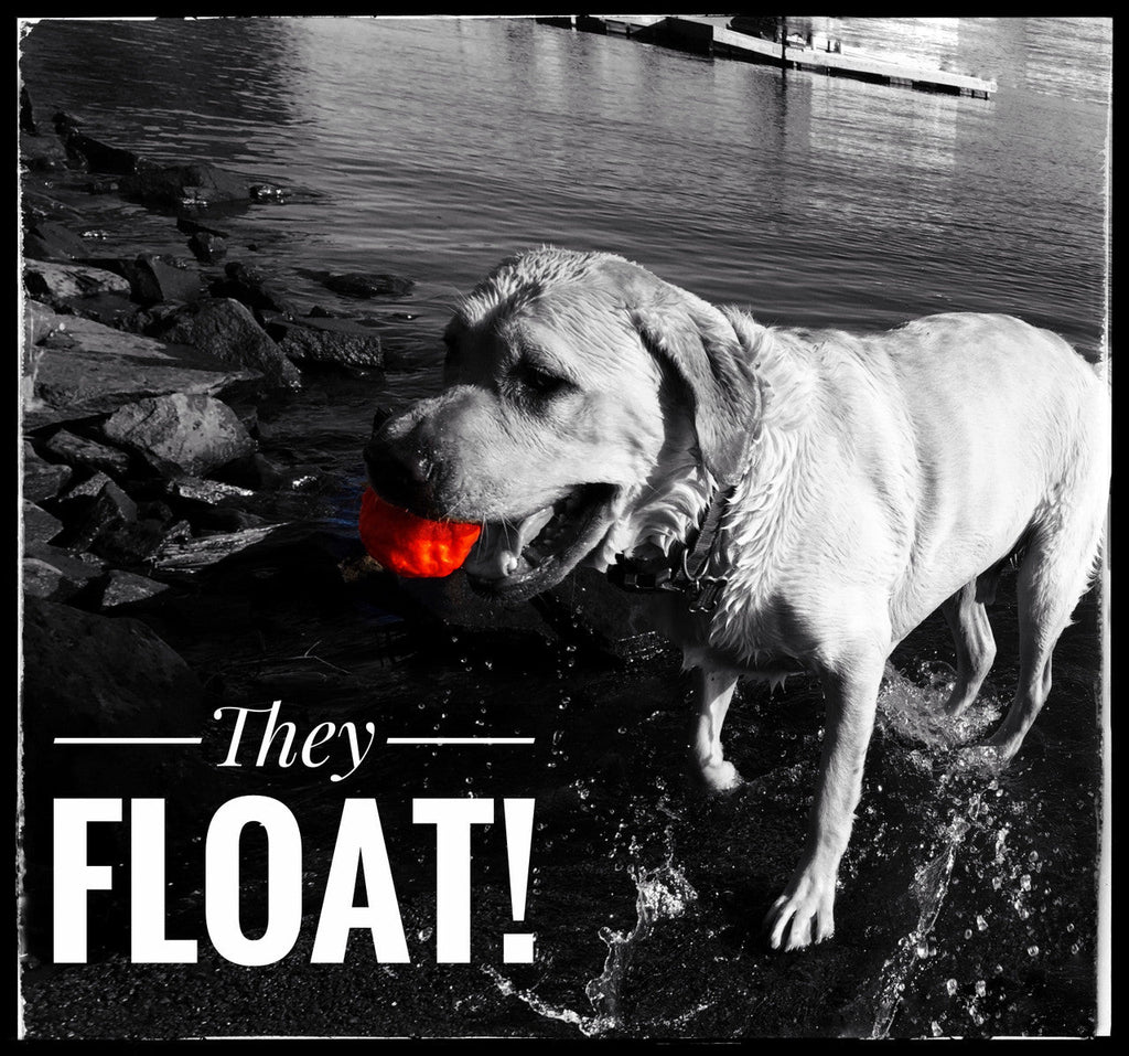 Black-and-white dog carrying an orange textured fetch ball near rocks and water.