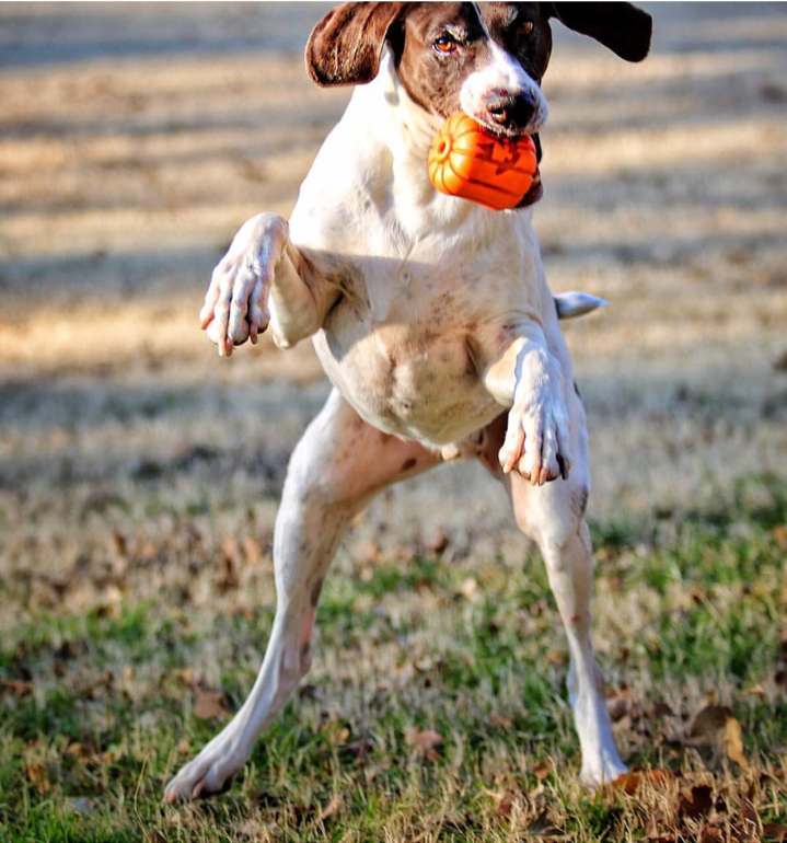 White and brown dog running with an orange jack-o'-lantern chew and treat dispenser.