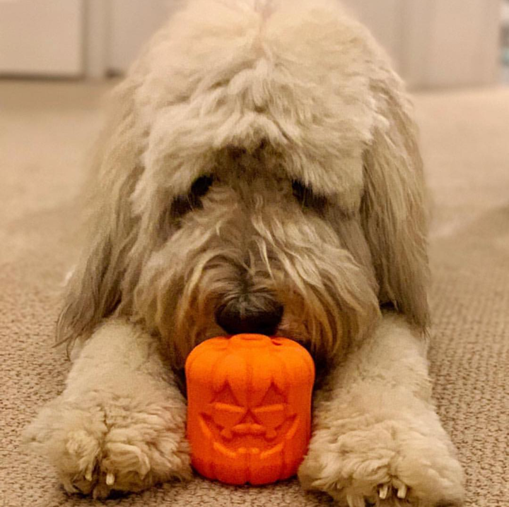 Small dog lying down with an orange jack-o'-lantern chew and treat dispenser toy.