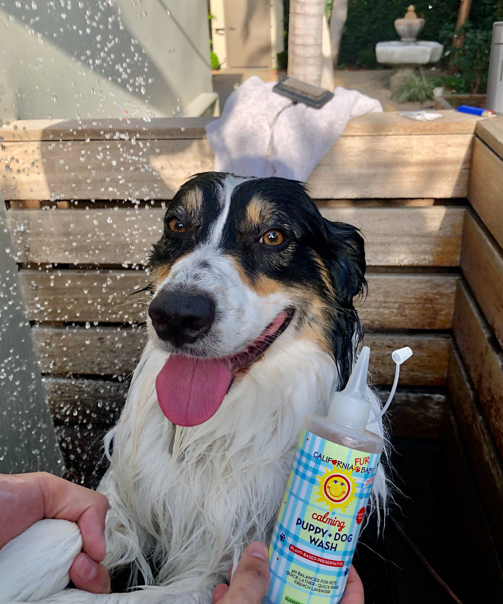 Puppy and dog wash bottle with pump next to wet dog in bath