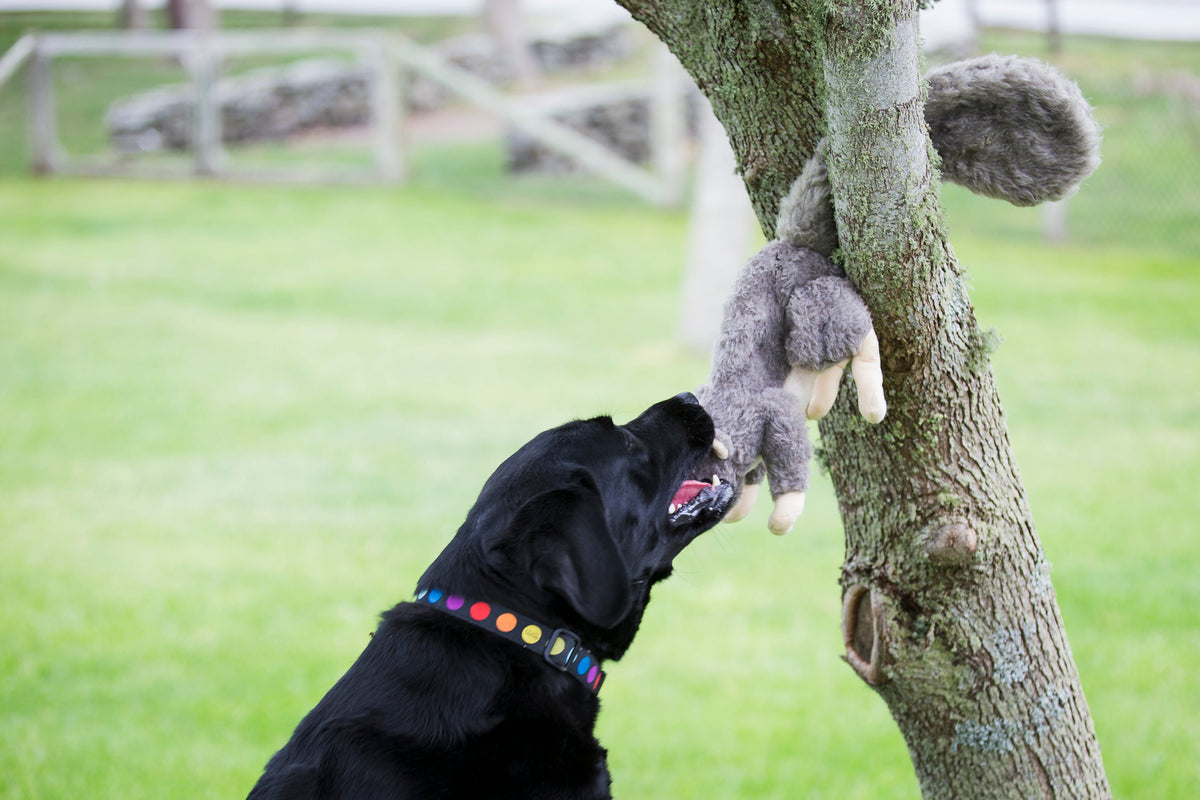 Gray-brown plush squirrel toy hanging from a tree branch near a black dog
