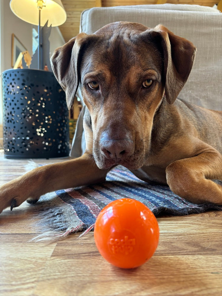 Orange squeaky dog ball toy on wooden floor near resting brown dog