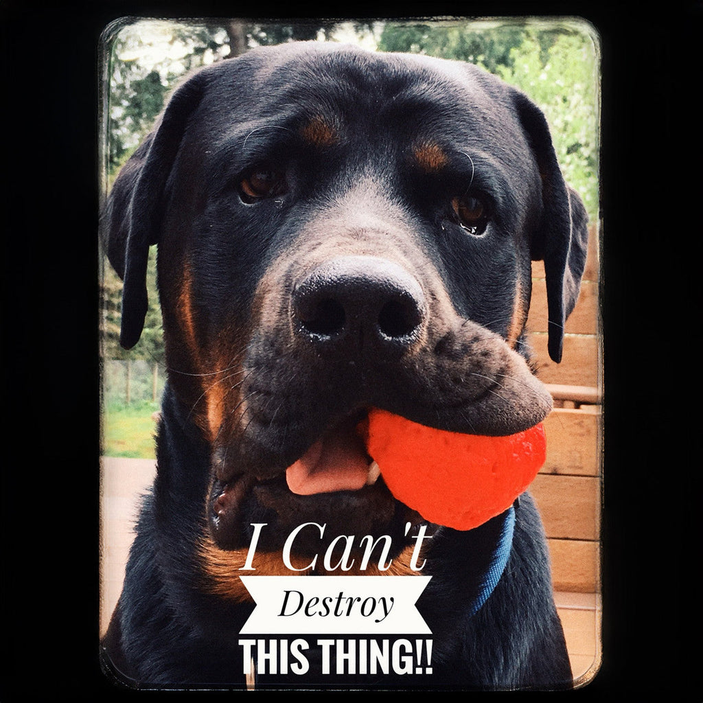 Black-and-tan dog holding an orange textured fetch ball in its mouth.