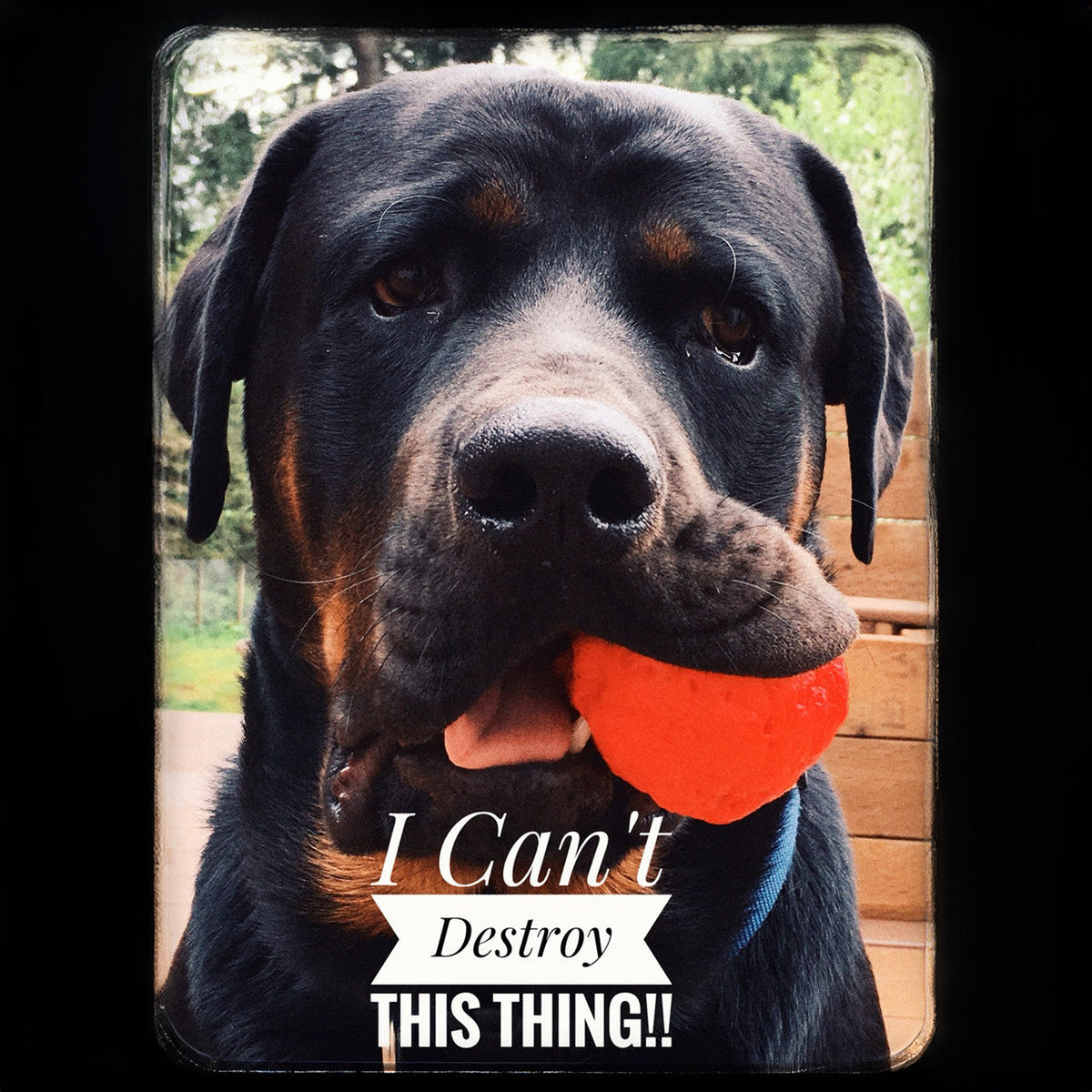 Black-and-tan dog holding an orange textured fetch ball in its mouth.