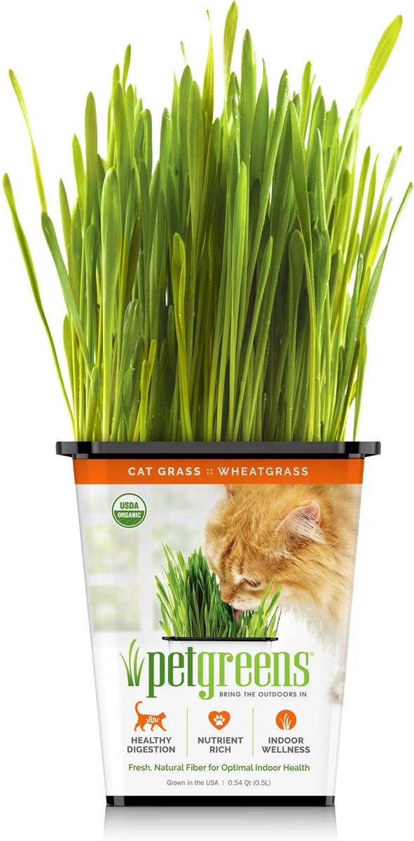 Organic cat grass in clear cup with tall green blades