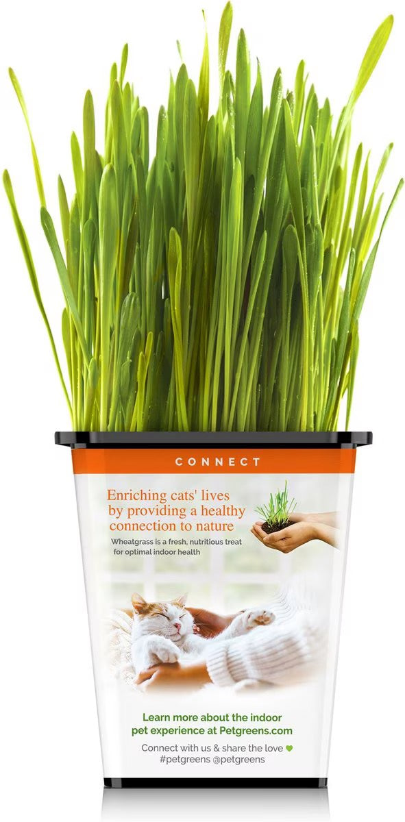 Organic cat grass in clear cup with tall green blades, orange label panel