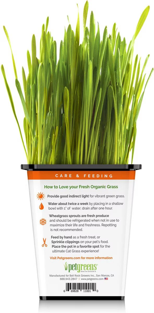 Organic cat grass in clear cup with tall green blades, label on back