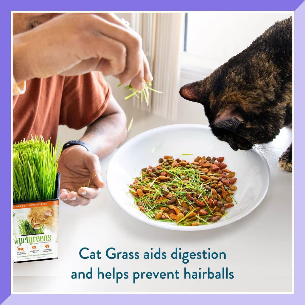 Cat grass cup with fresh green blades being offered to a cat