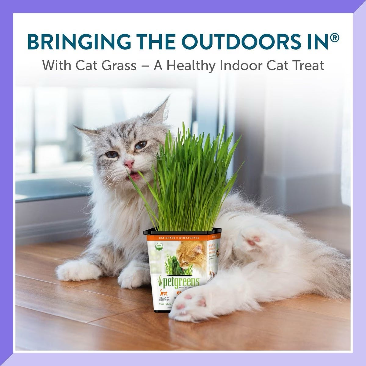 Cat grass treat cup with bright green blades beside resting cat