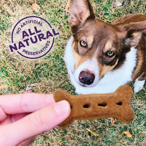 Natural all-preservatives-free bone-shaped dog treat in hand for a brown-and-white dog