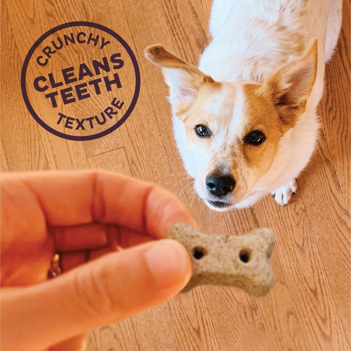 Crunchy bone-shaped dog treats offered to a small tan-and-white dog