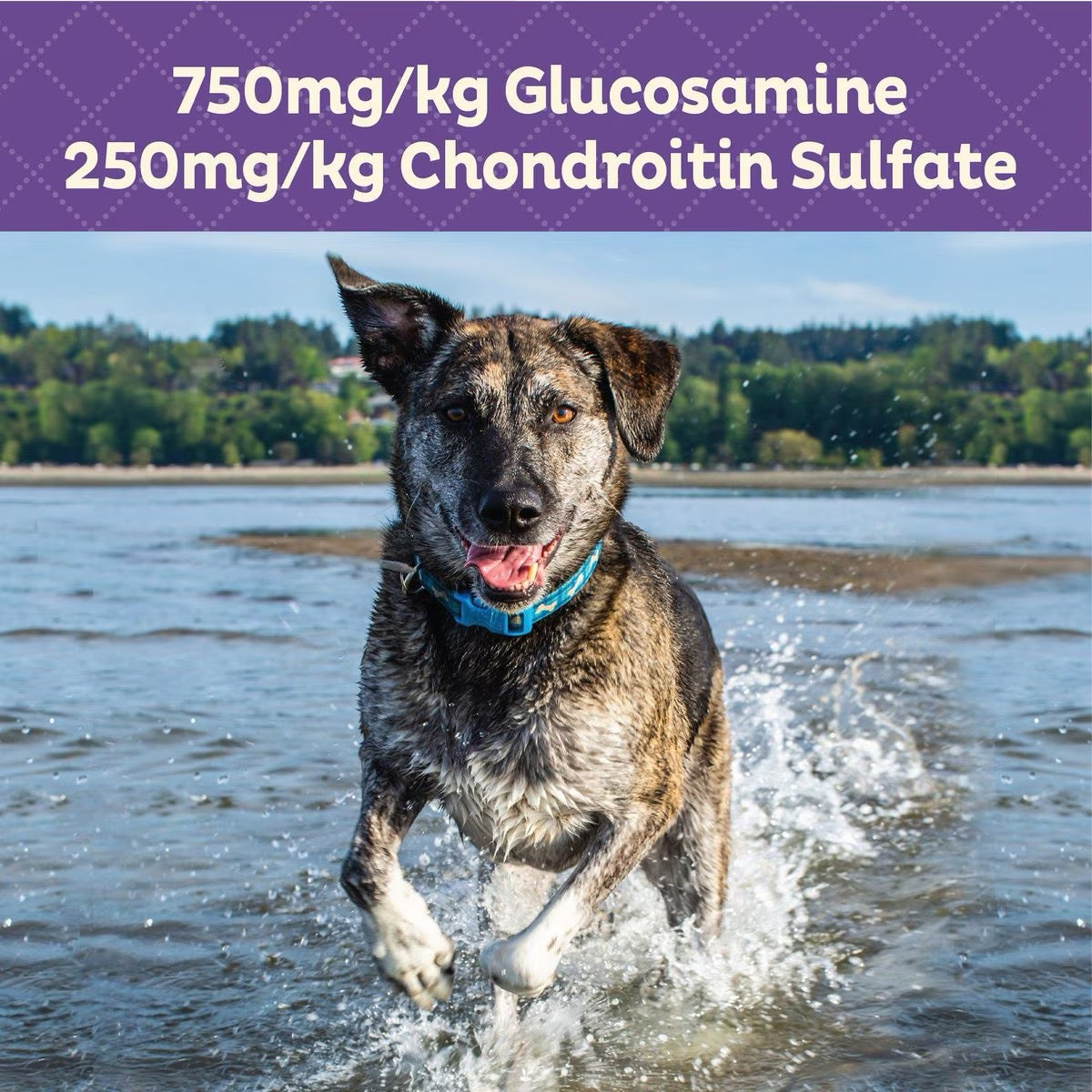 Dog running; 750mg/kg glucosamine and 250mg/kg chondroitin sulfate text