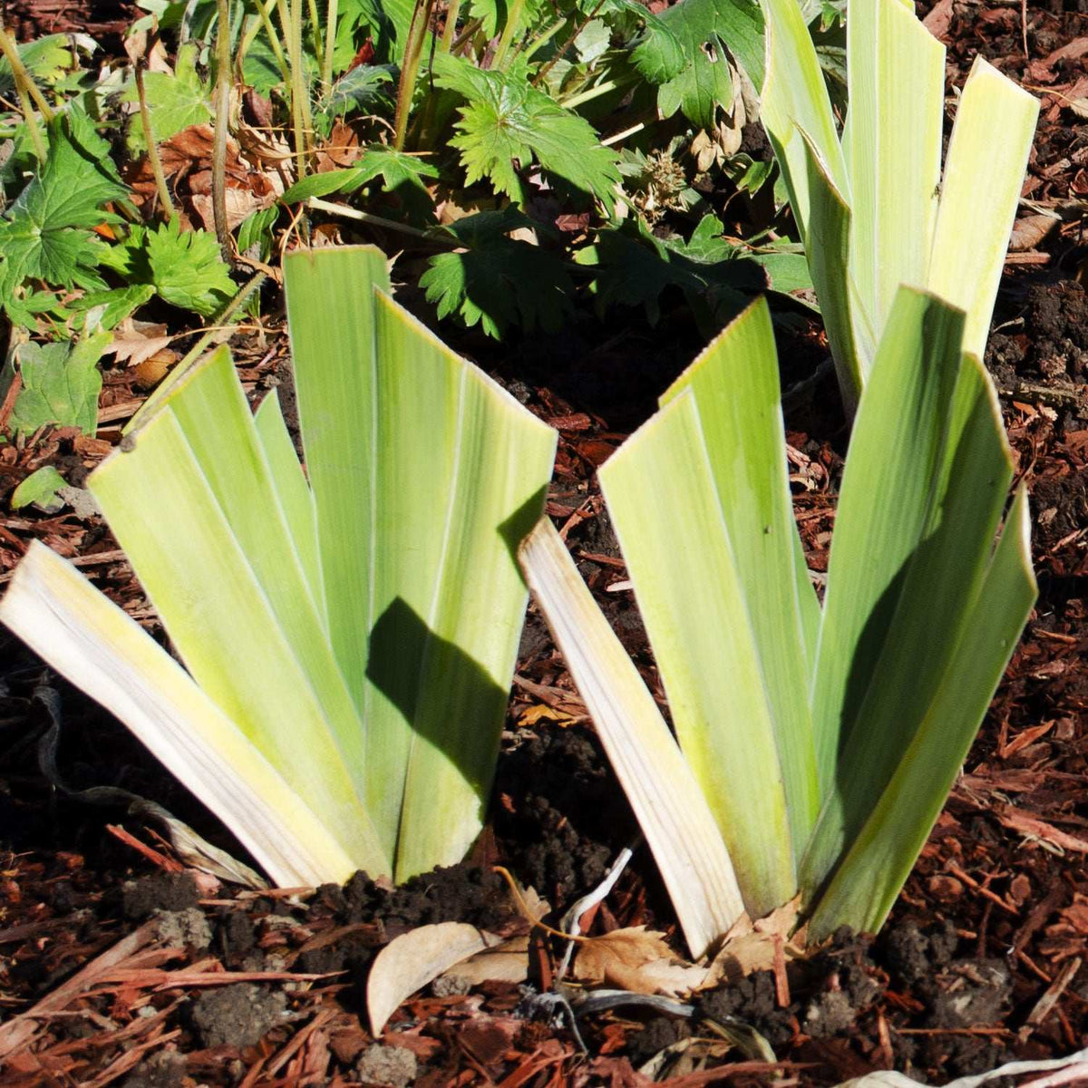 Bearded iris plants growing in soil, with upright sword-shaped green leaves