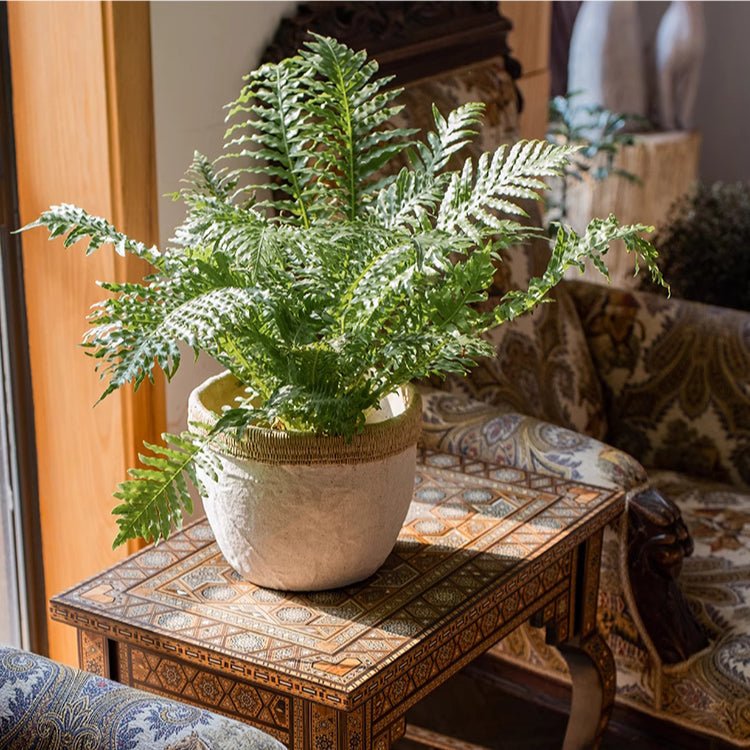 Cement planter with woven rattan rim, round concrete bowl holding ferns
