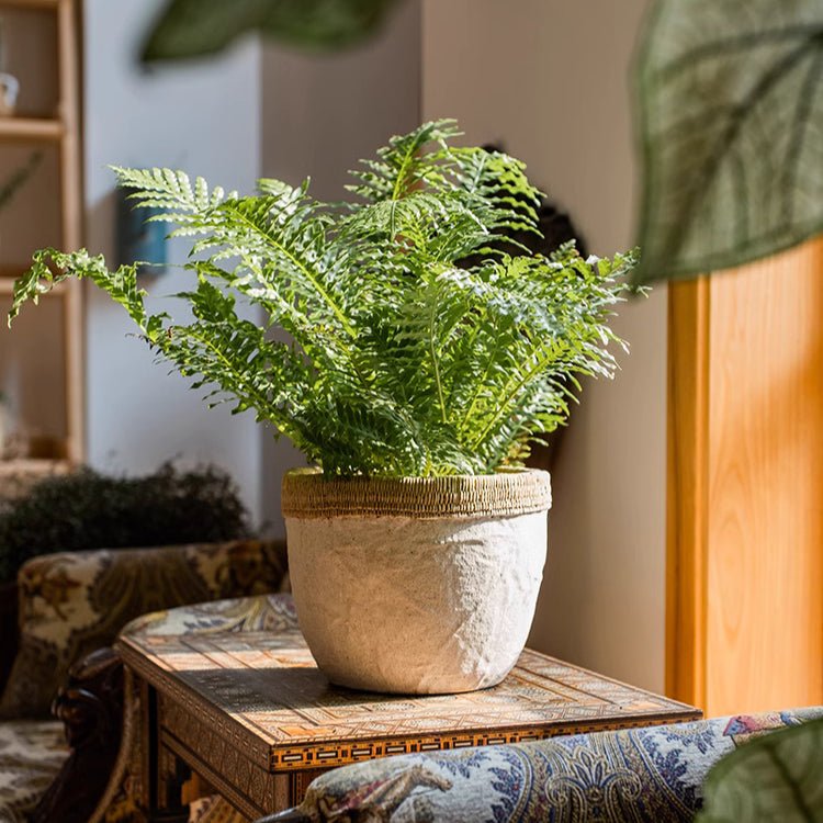 Cement planter with woven rattan rim, textured concrete bowl holding green fern