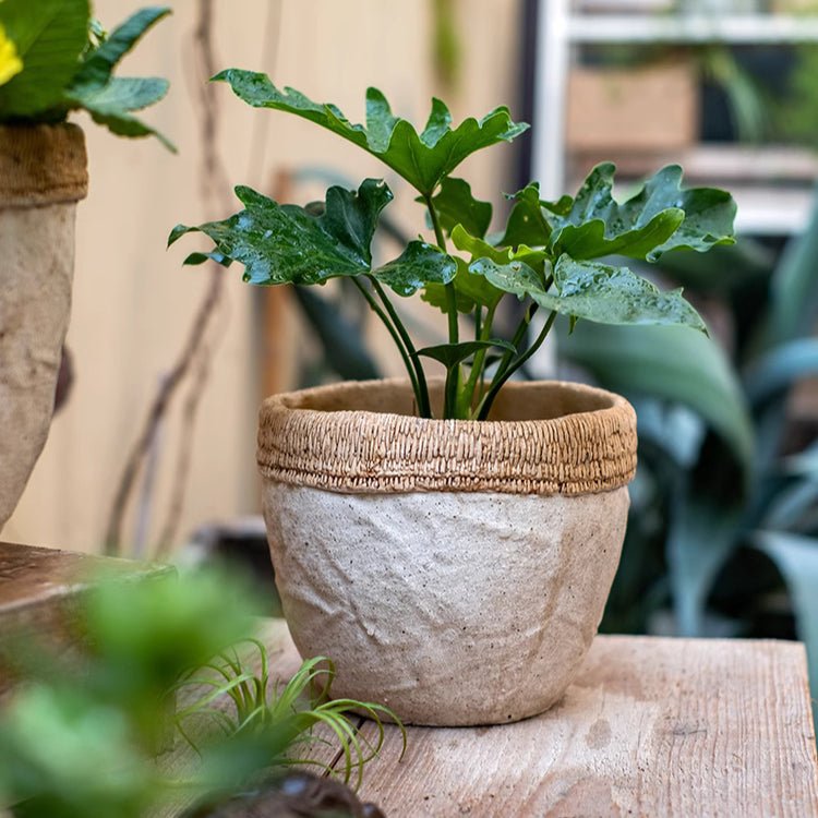 Cement planter with woven rattan rim, textured concrete bowl with leafy stems