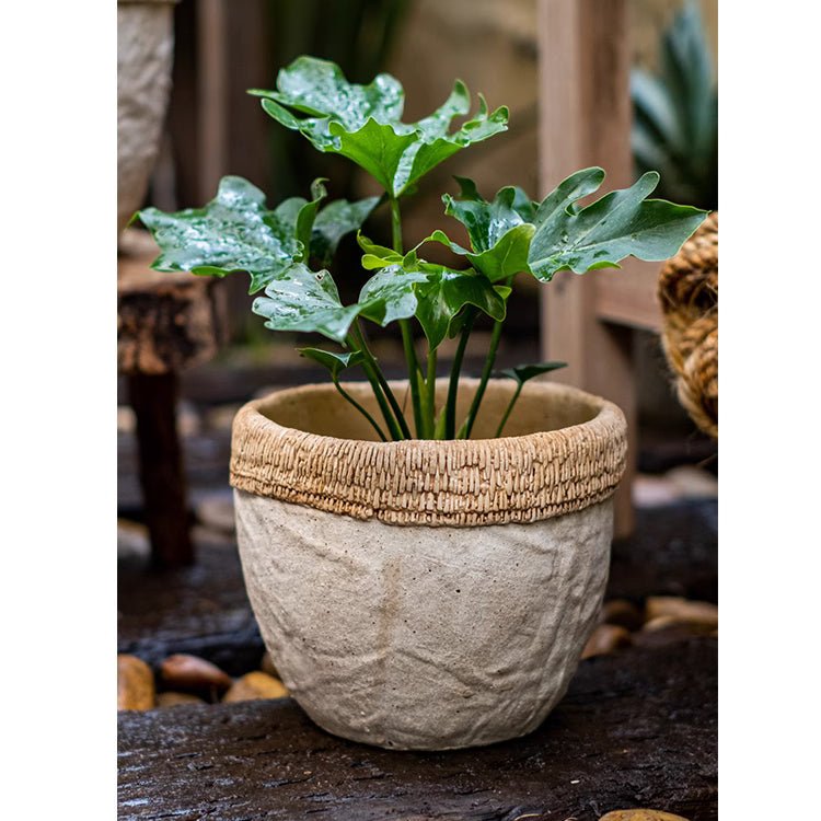 Cement planter with woven rattan rim and textured concrete, round bowl with green leaves