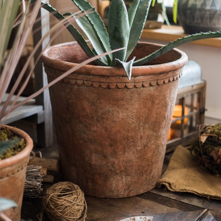 Terracotta red concrete planter pot with scalloped rim, holding a spiky succulent