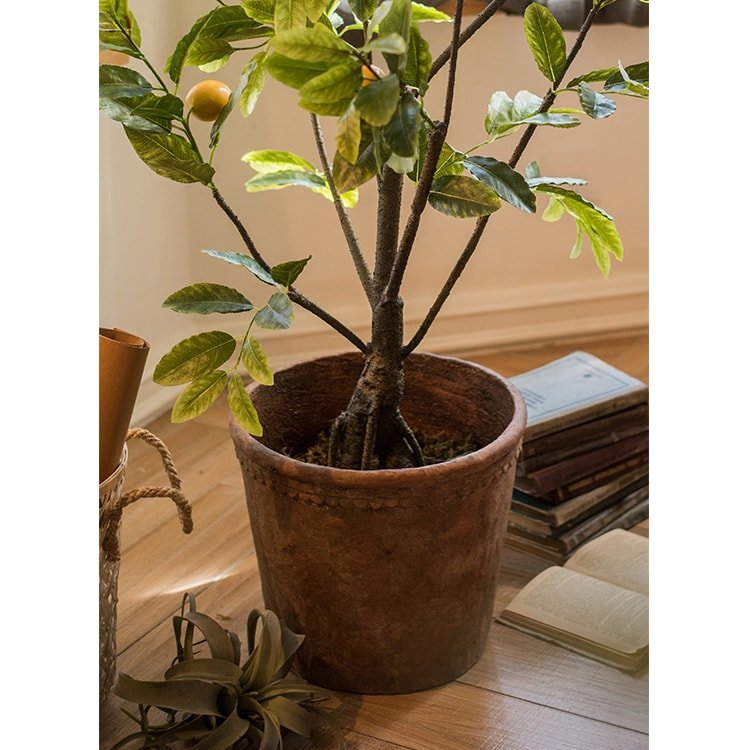 Terracotta red concrete planter pot with scalloped rim, planted stemmed tree