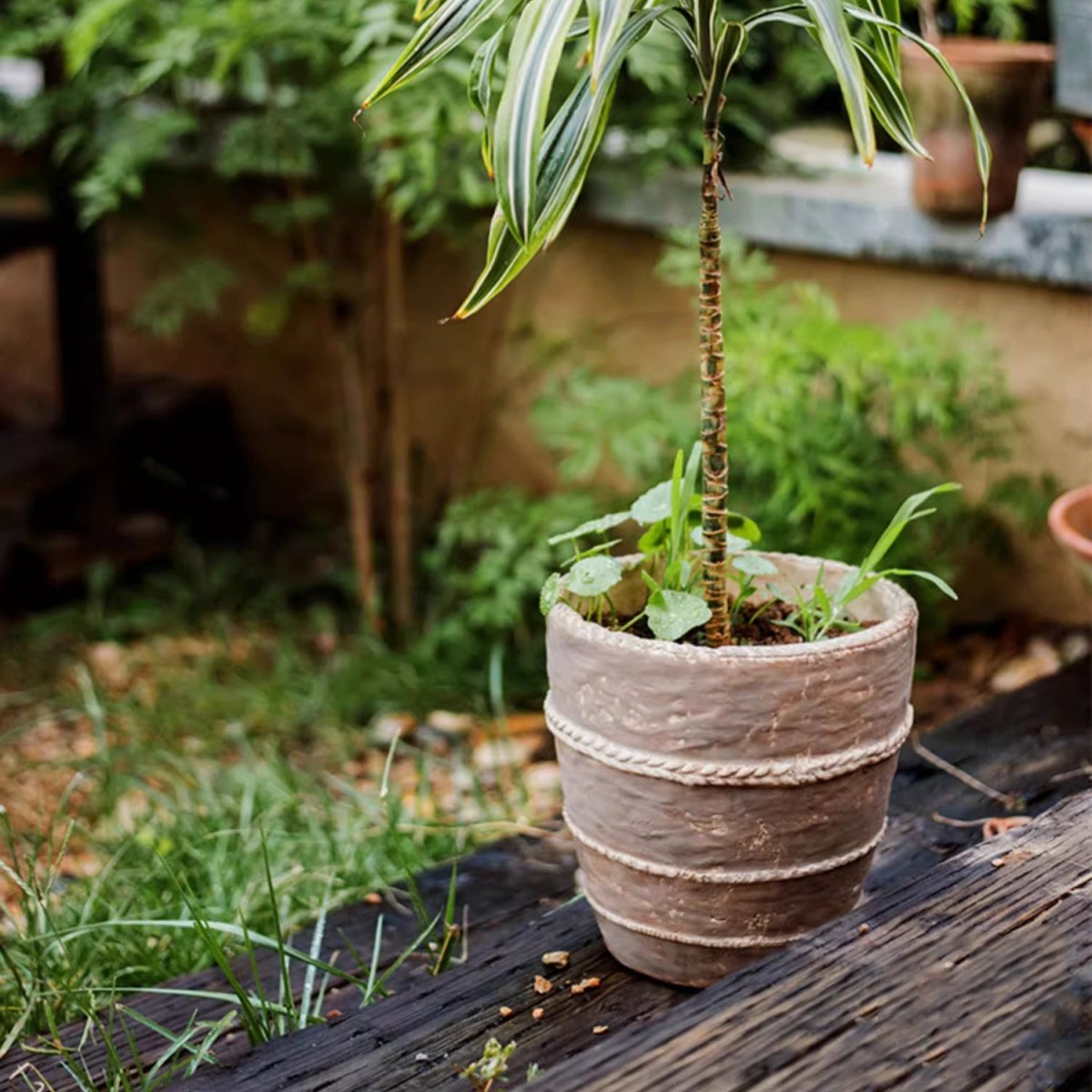 Terracotta-toned planter pot with braided rope band and a tall potted plant