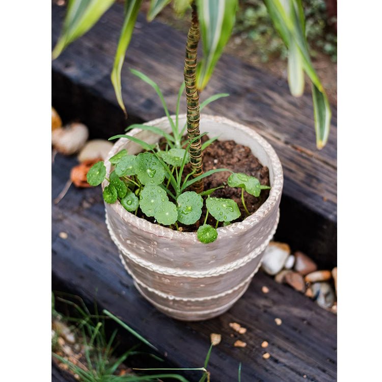 Small terracotta-toned planter with braided rope bands and green seedlings inside