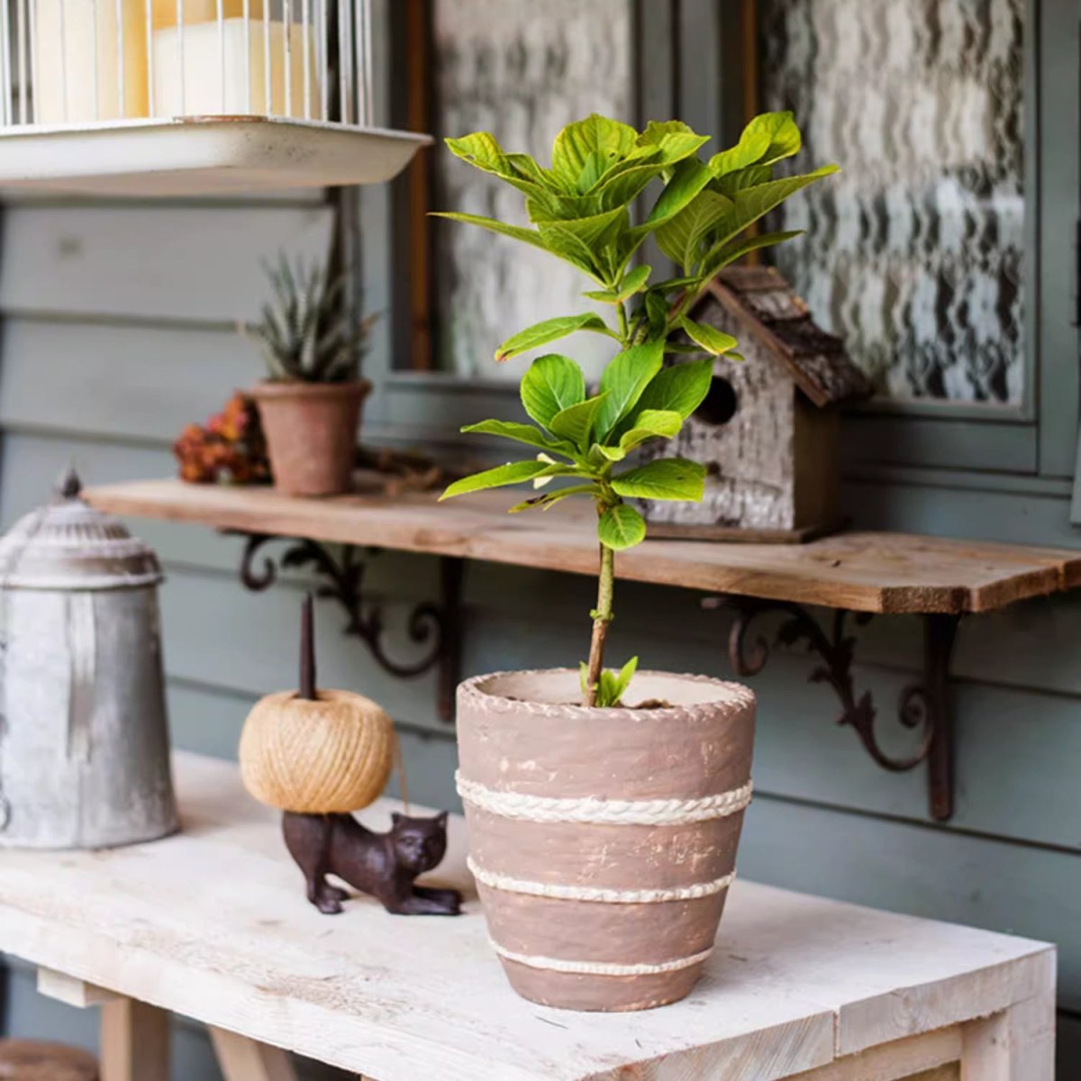 Terracotta-toned planter with braided rope bands holding a leafy plant on a table