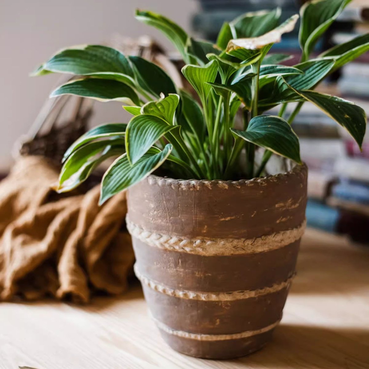 Terracotta-toned planter with braided rope trim holding broad green leaves