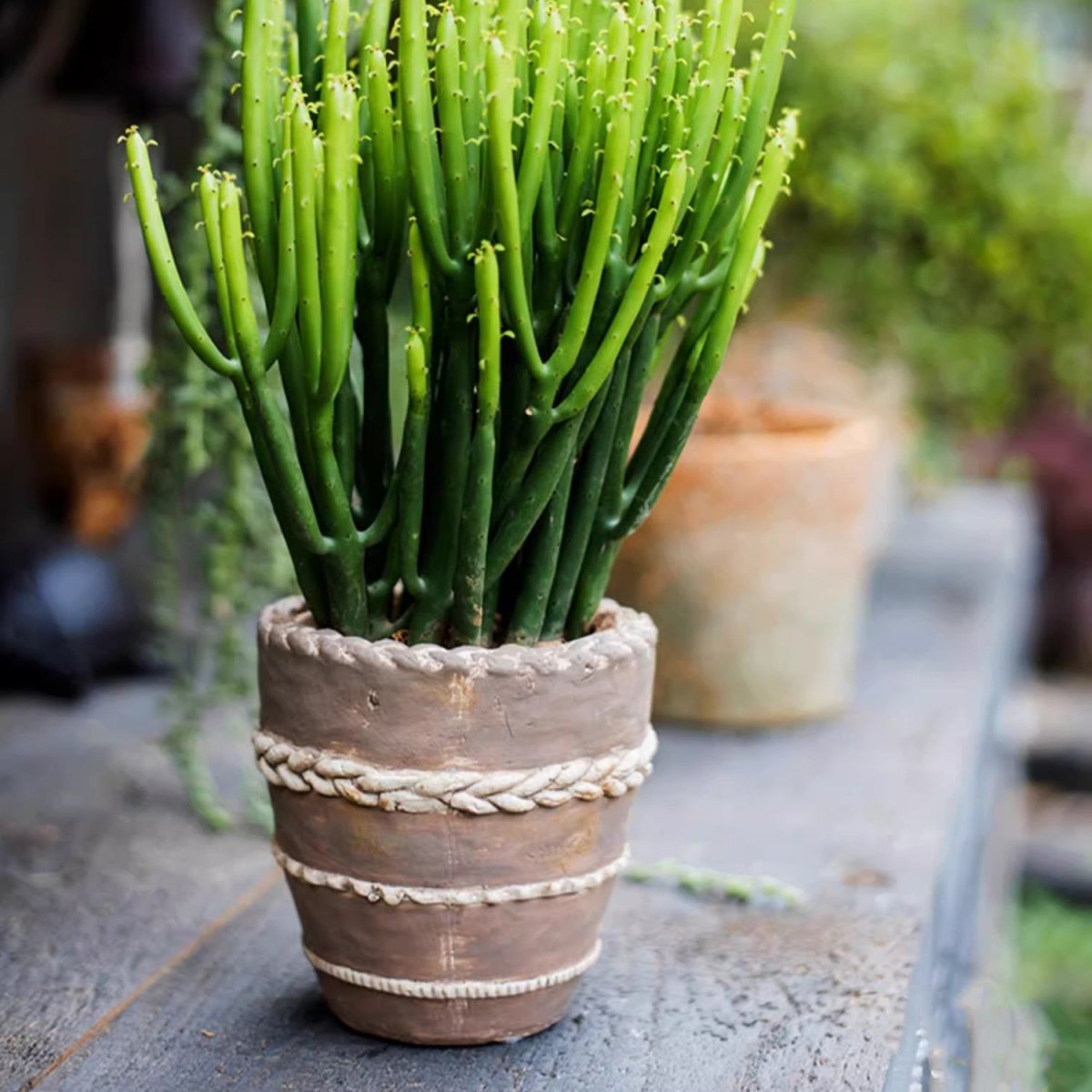 Terracotta-toned planter with braided rope bands holding dense green stems