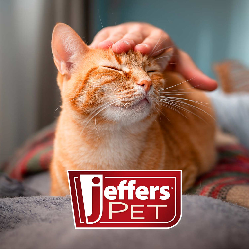 Jeffers Pet promotional graphic with orange cat resting under logo