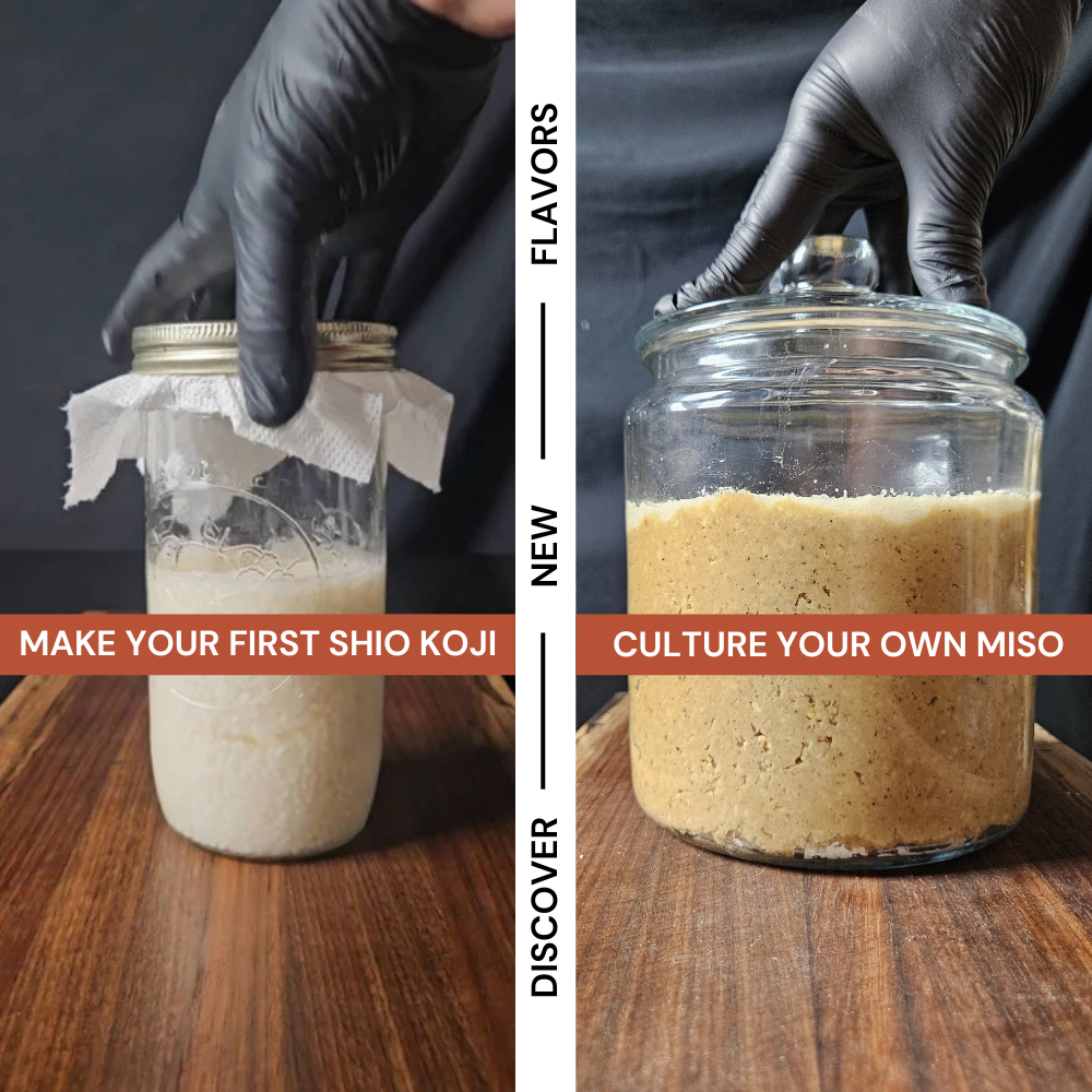 Two glass jars with beige koji mixture, held by gloved hands