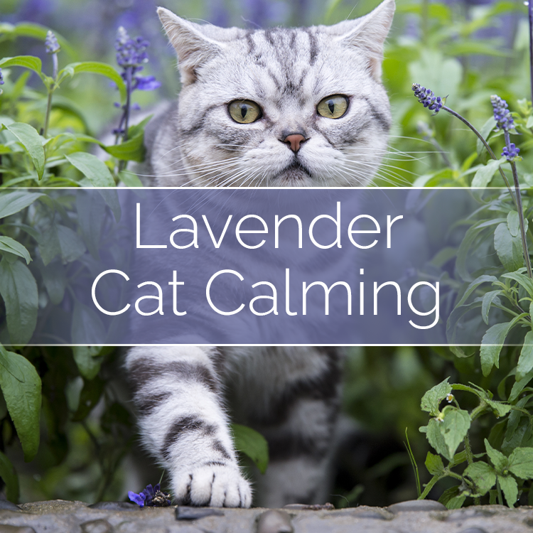 Lavender cat calming cat portrait with lavender plants and branding overlay