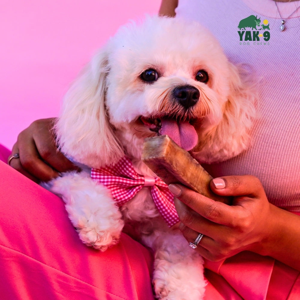 Small white dog holding a wooden chew treat with a YAK 9 strawberry pouch nearby