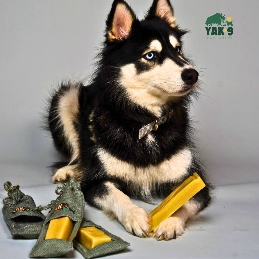 Dog with black and white fur holding yak and cow milk chew sticks