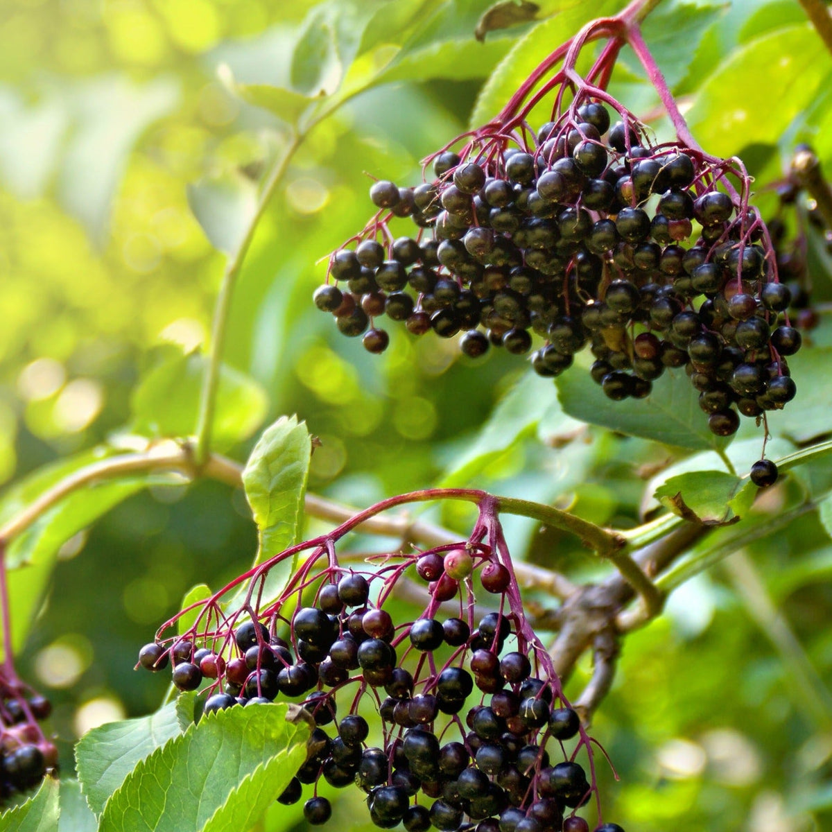 Elderberry fruit clusters on stems with dark purple berries