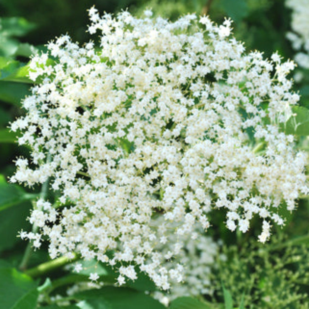 White elderberry flower umbels on green stems