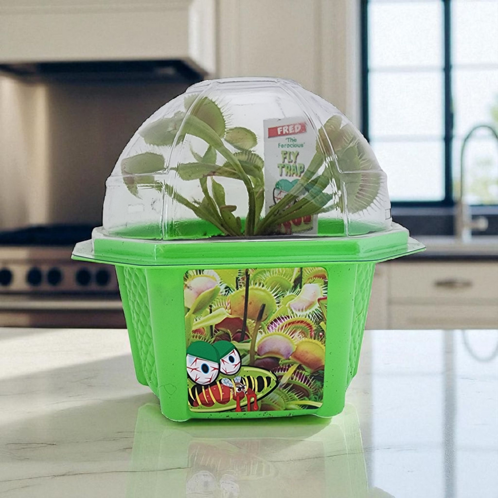Green flytrap terrarium with clear dome, shown with the plant enclosed