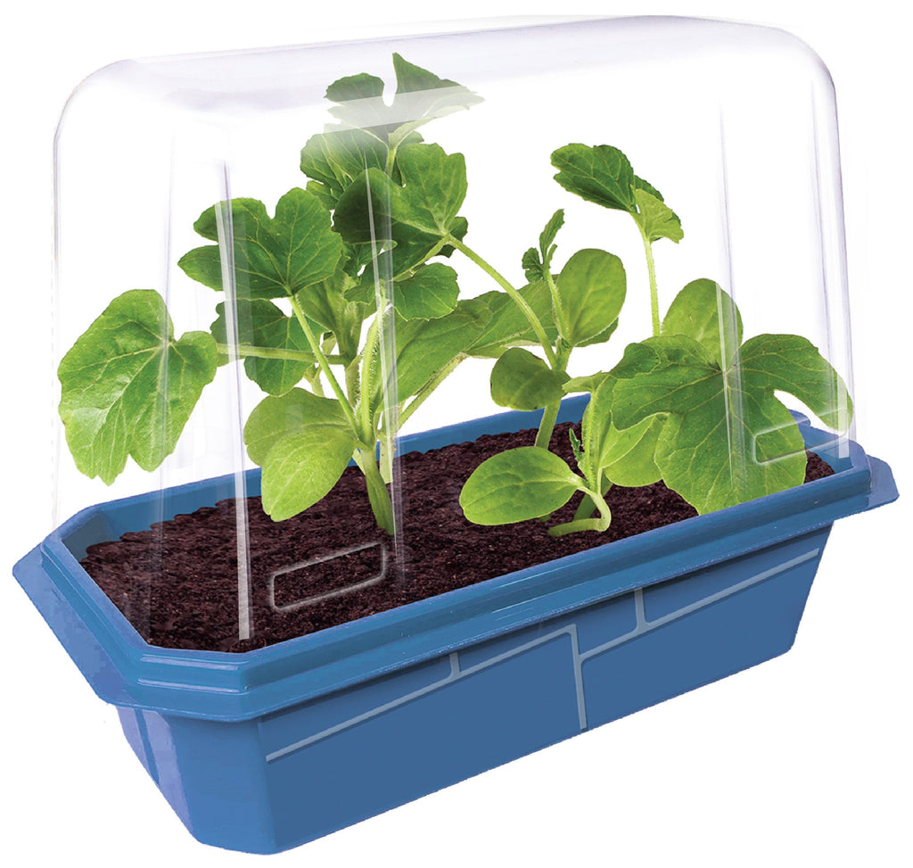 Mini melons sprouter terrarium with green seedlings growing in soil beneath a clear lid